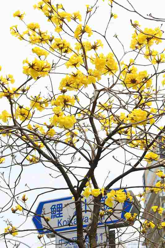 街路樹 花盛り 花と緑のまち推進センター