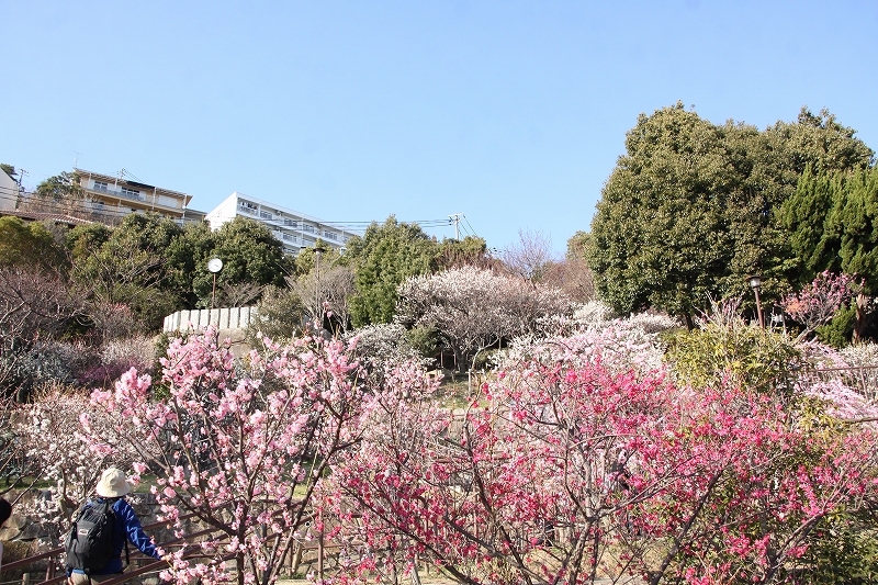 岡本梅林公園 梅見ごろ 花と緑のまち推進センター