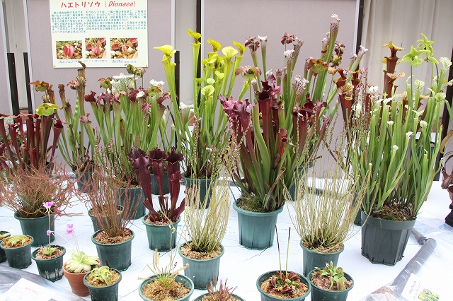 食虫植物特別展 虫を食べる植物たちの世界 花と緑のまち推進センター