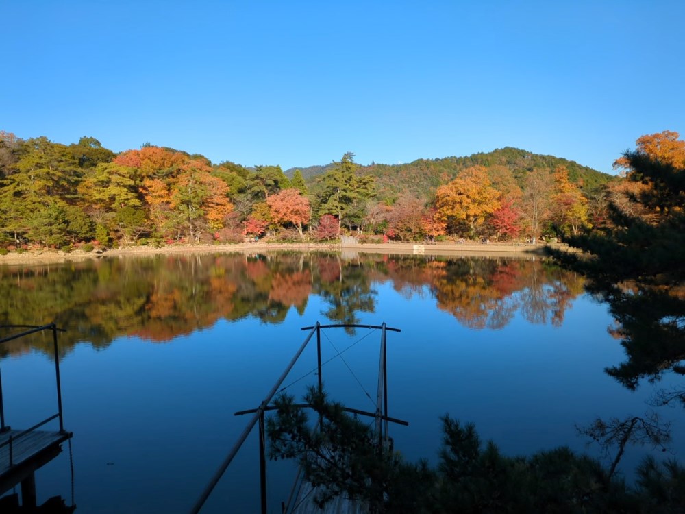 再度公園―紅葉―　11/7現在