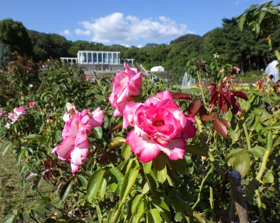 須磨離宮公園―10/14現在