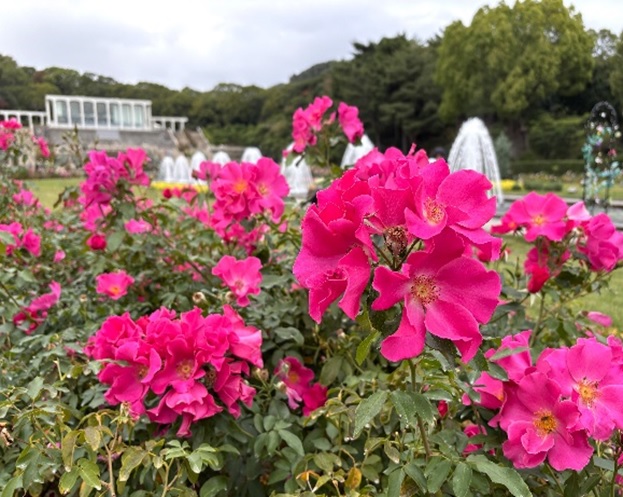 須磨離宮公園―11/17現在