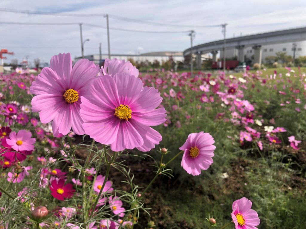 【計算科学センター駅北緑地　花畑】-コスモス-　11/5現在