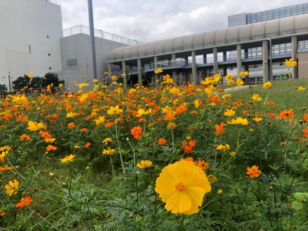 【市民広場駅南側　花畑】-コスモス-　11/5現在