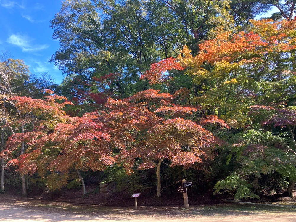 森林植物園―11/15現在