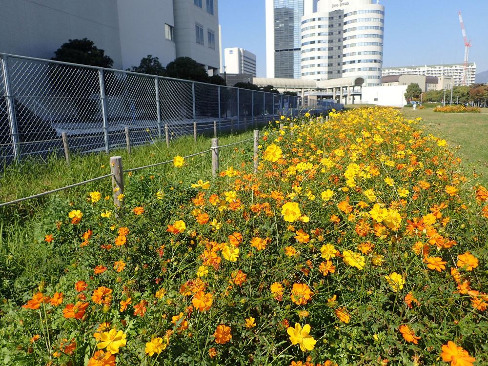 【市民広場駅南側　花畑】-コスモス-　11/14現在