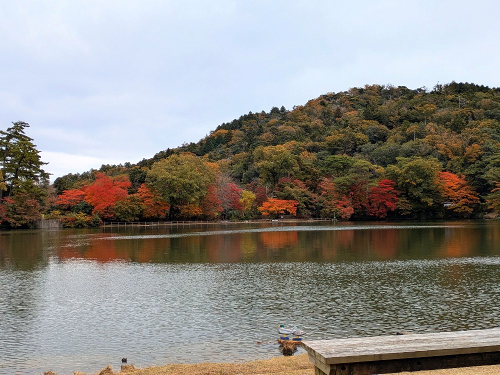 再度公園―紅葉―　見ごろ　11/19現在