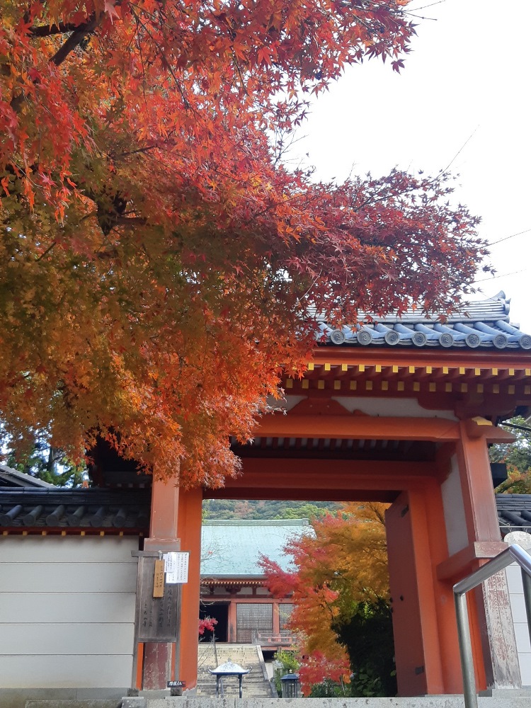 太山寺―紅葉－　見頃～落花しきり 12/16現在