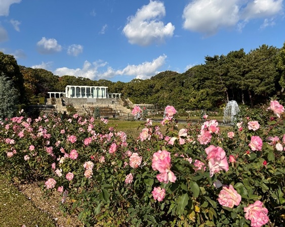 須磨離宮公園―12/15現在