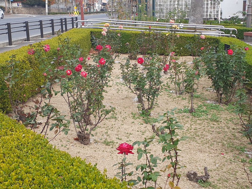 本山街園―バラ園　散り始め　12/14現在