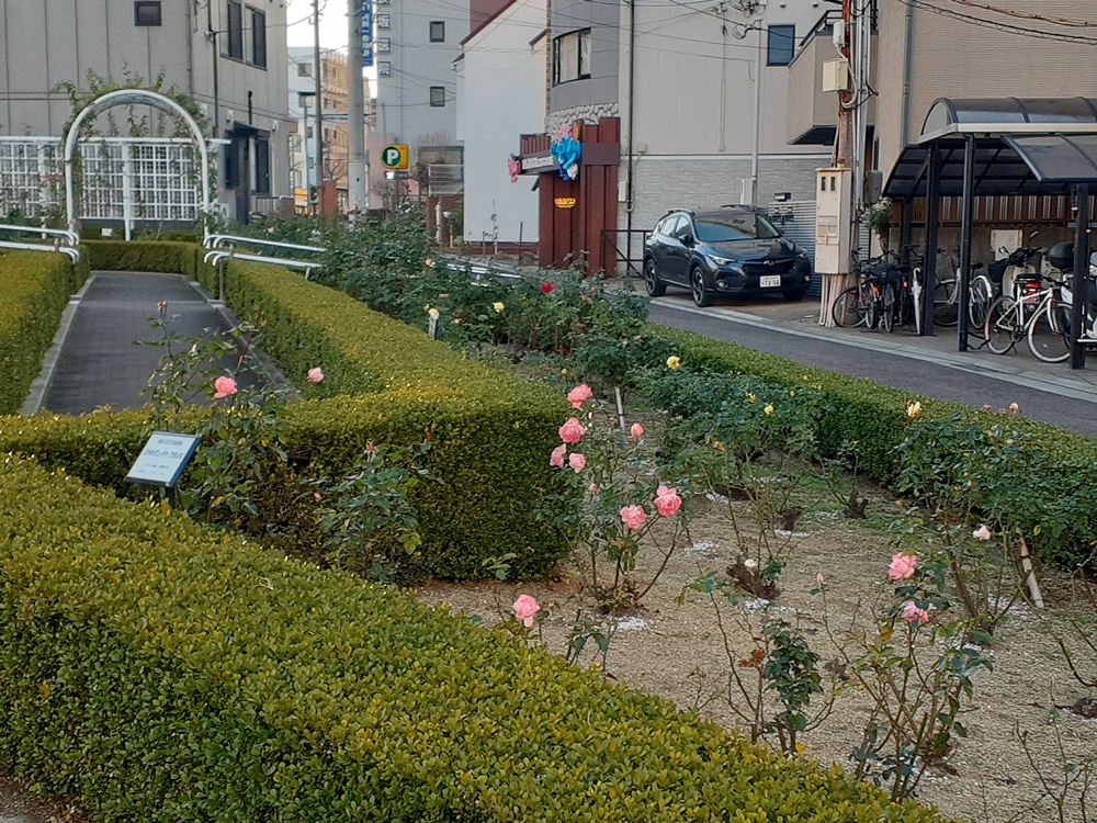 本山街園―バラ園　落花しきり　12/27現在