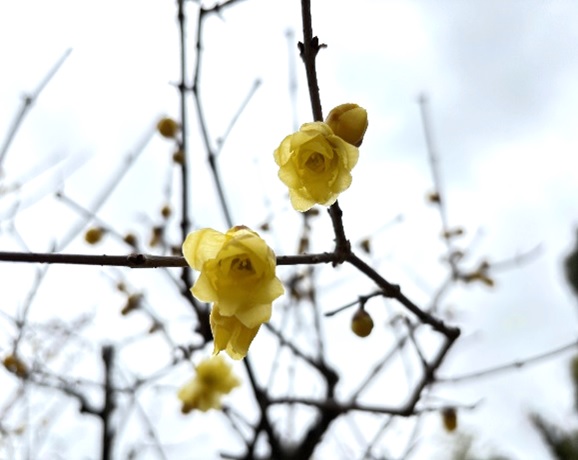 須磨離宮公園―1/12現在