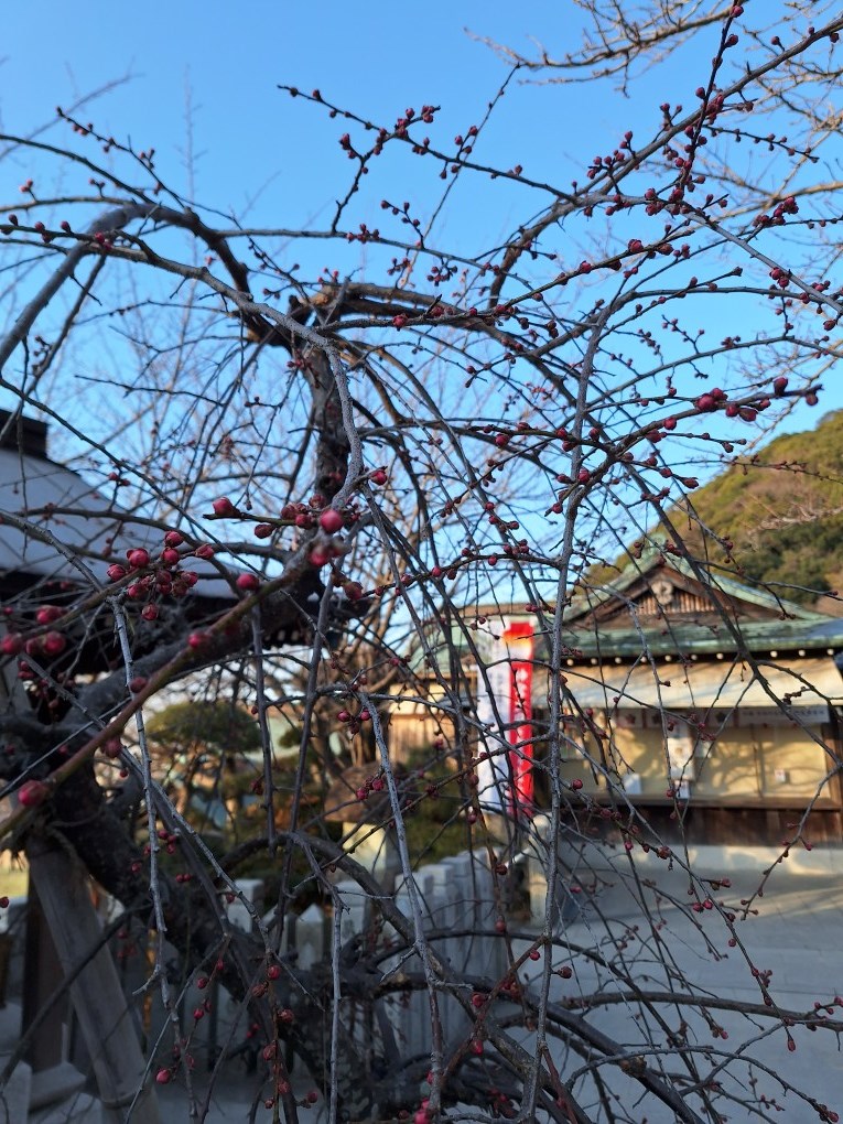 北野天満神社－ウメ～つぼみ 2/20 現在