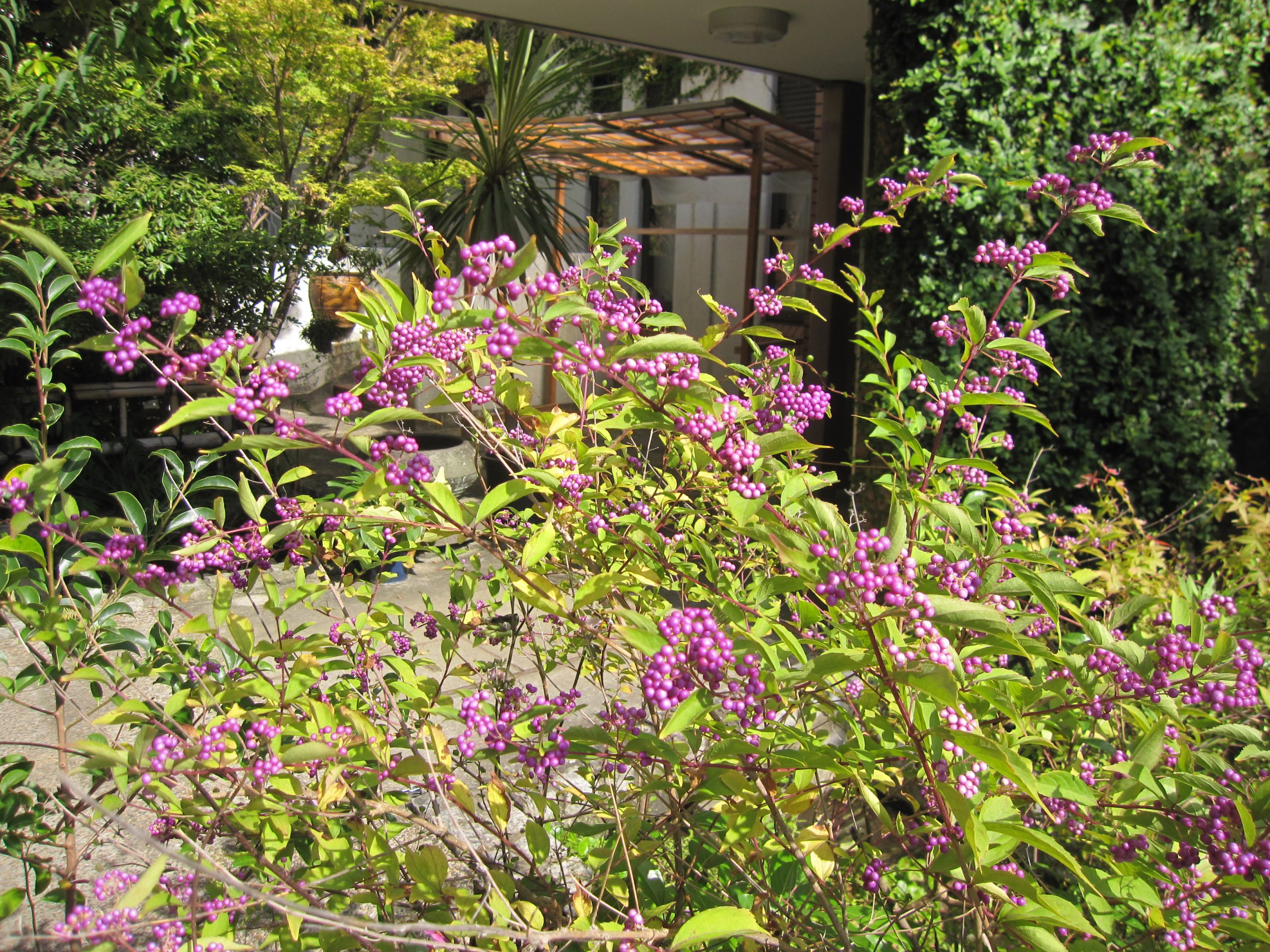 色づいたコムラサキの実 花と緑のまち推進センター