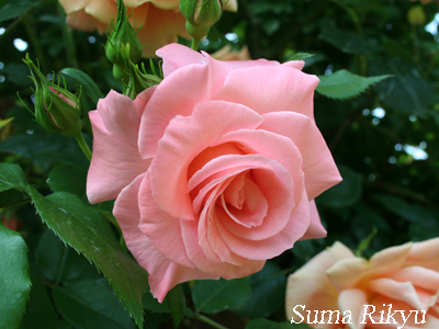 リバプール・エコー - 花図鑑｜神戸市立須磨離宮公園