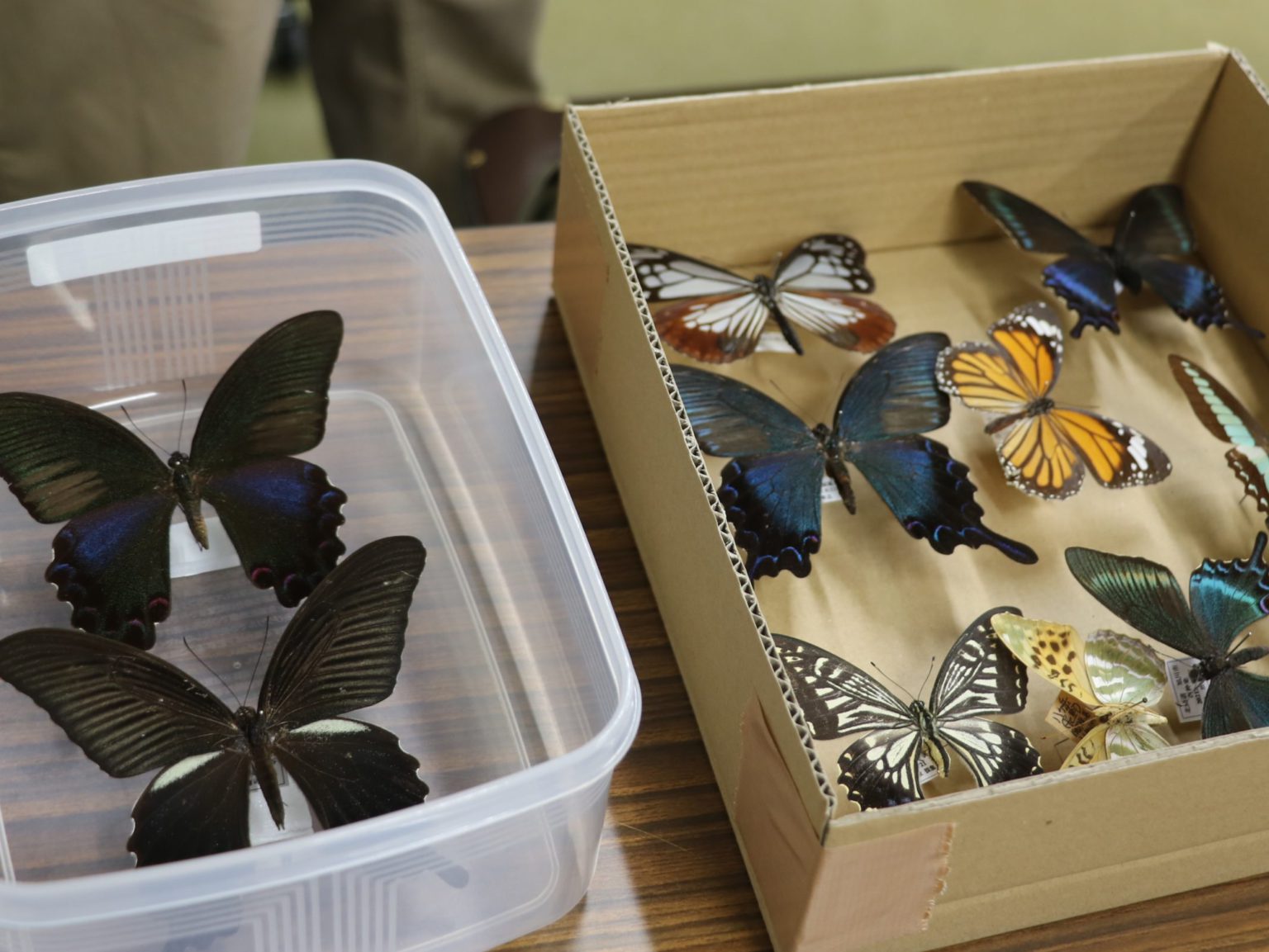 いきもの好き集まれ！！「チョウの観察と鱗粉転写実習 」 – 神戸市立森林植物園