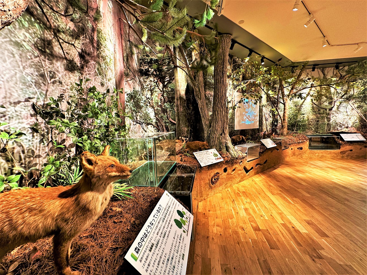 森林展示館展示スペースのリニューアルについて – 神戸市立森林植物園