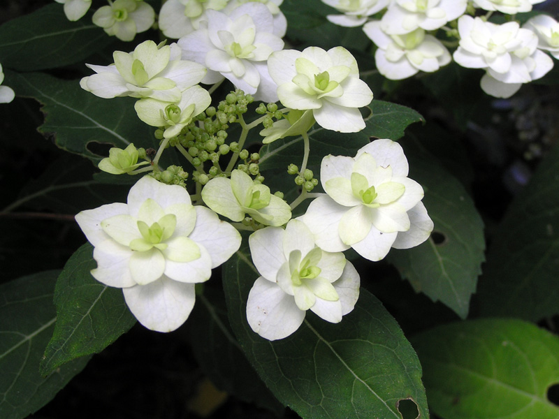 Kochonomai 胡蝶的舞 神戶市立森林植物園紫陽花信息中心