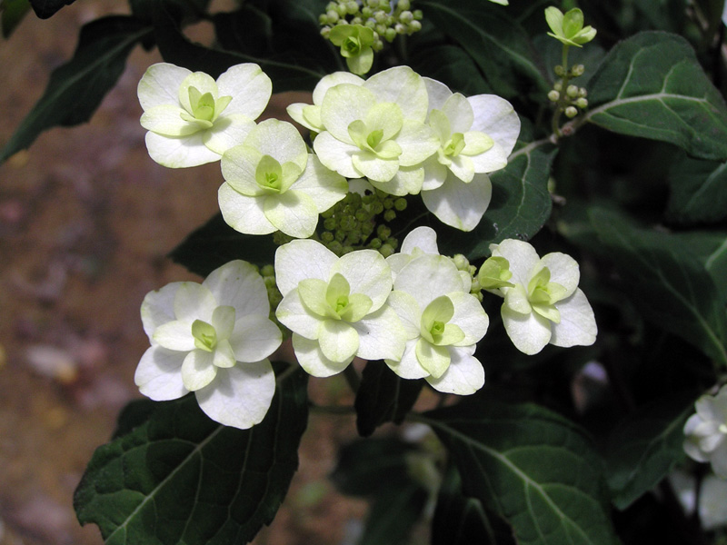 Kochonomai 胡蝶的舞 神戶市立森林植物園紫陽花信息中心