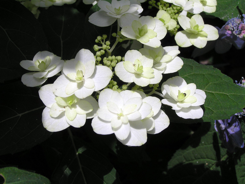 Kochonomai 胡蝶的舞 神戶市立森林植物園紫陽花信息中心