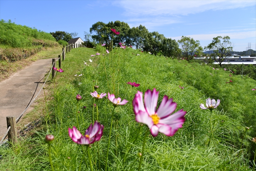 神戸総合運動公園 Kobe Sports Park