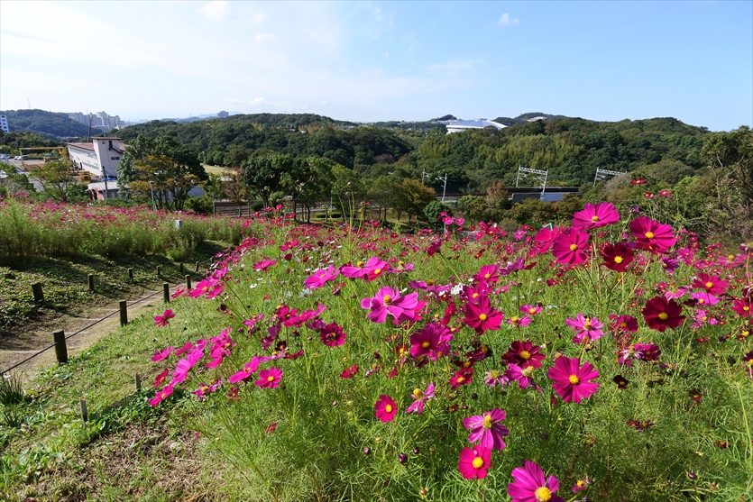 神戸総合運動公園 Kobe Sports Park