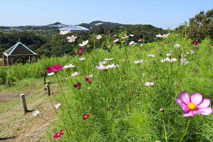 神戸総合運動公園 Kobe Sports Park