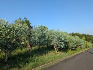 ユーカリの生産地（神戸市西区）